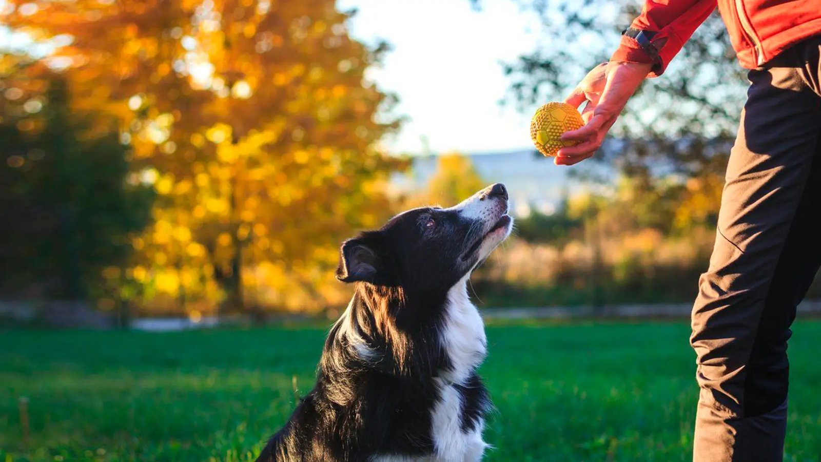 Adiestramiento Canino Profesional