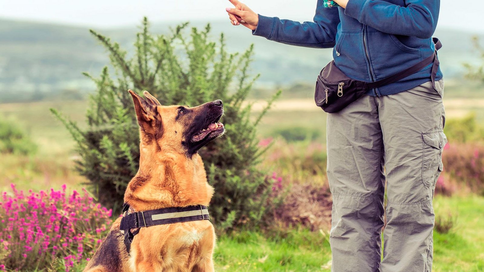 Adiestramiento Canino Profesional